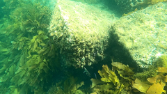 Meuschenia hippocrepis