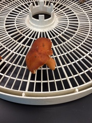 Lactarius subviscidus