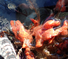 Metandrocarpa dura