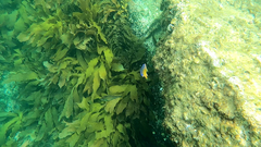 Parma victoriae