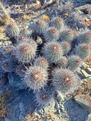 Copiapoa coquimbana