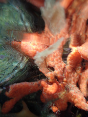 Metandrocarpa dura