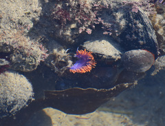 Flabellinopsis iodinea