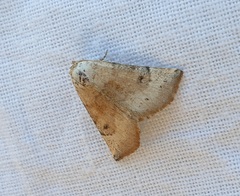 Mataeomera mesotaenia