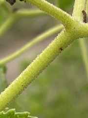 Cyphostemma simulans