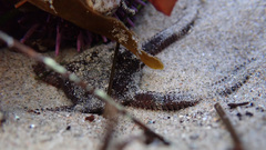 Ophioderma panamense