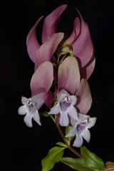 Prostanthera magnifica