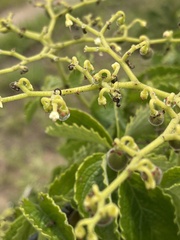 Cyphostemma simulans