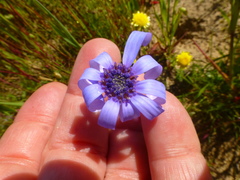 Felicia heterophylla