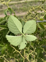 Cyphostemma simulans