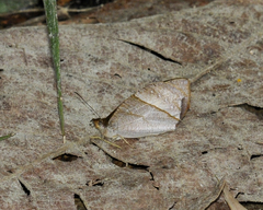 Corades lactefusa