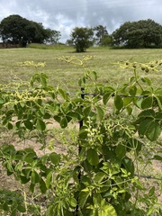 Cyphostemma simulans