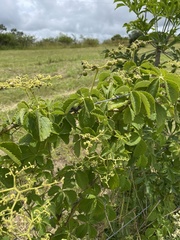 Cyphostemma simulans