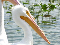 Pelecanus erythrorhynchos