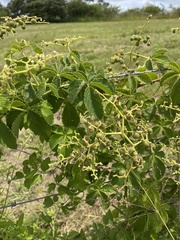 Cyphostemma simulans