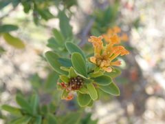 Gnidia daphnifolia image