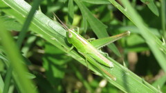 Staurorhectus longicornis