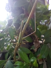 Burgilis curta