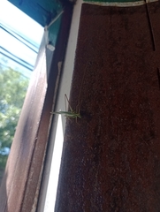 Burgilis curta