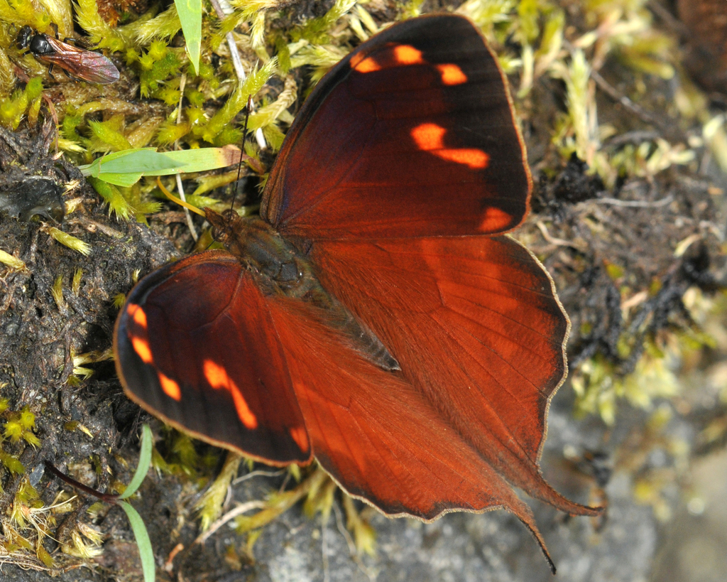 Corades enyo