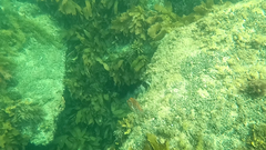 Eubalichthys mosaicus