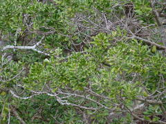 Planchonella costata