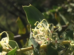 Hakea prostrata