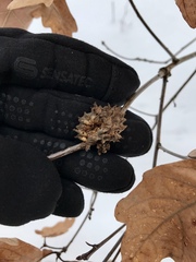 Callirhytis seminator