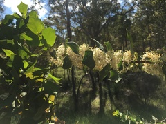 Hakea prostrata