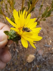 Diadasia chilensis