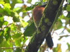 Selenidera maculirostris