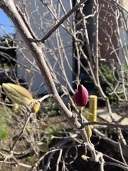 Magnolia liliiflora