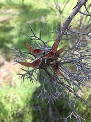 Hakea prostrata