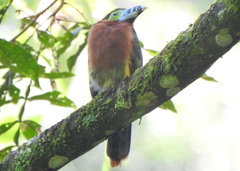 Selenidera maculirostris