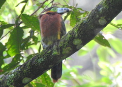 Selenidera maculirostris