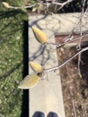 Magnolia liliiflora