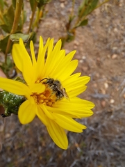 Diadasia chilensis