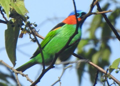 Tangara cyanocephala