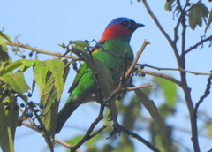 Tangara cyanocephala