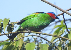 Tangara cyanocephala