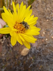 Diadasia chilensis