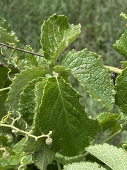 Cyphostemma simulans