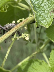 Cyphostemma simulans