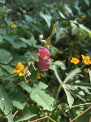 Macroptilium lathyroides