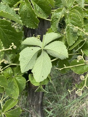 Cyphostemma simulans