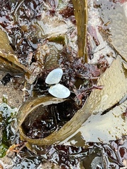 Ameritella agilis