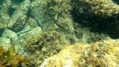 Austrolabrus maculatus