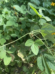 Macroptilium lathyroides