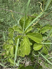 Cyphostemma simulans