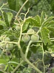 Cyphostemma simulans